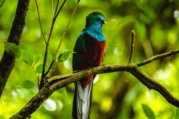 Circuit Costa Rica : Au Coeur des Volcans et des Plages du Pacifique pas cher photo 16