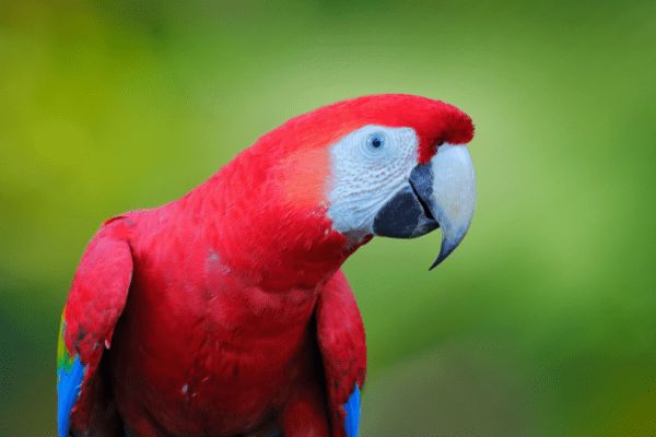 Circuit Costa Rica : Au Coeur des Volcans et des Plages du Pacifique pas cher photo 19