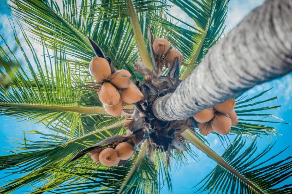 Circuit Costa Rica : Au Coeur des Volcans et des Plages du Pacifique pas cher photo 30