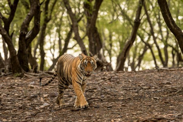 Circuit Le livre de la Jungle, entre oiseaux et tigres, en privatif - Vols Flex pas cher photo 13