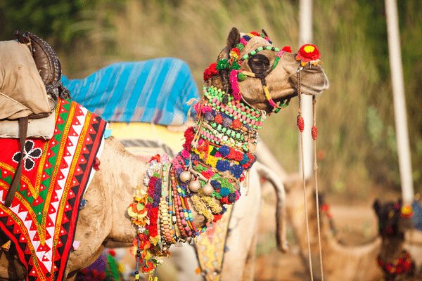 Circuit Charme et Luxe au Rajasthan en Privatif 5* - Vols Flex pas cher photo 8