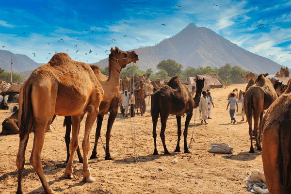 Circuit Charme et Luxe au Rajasthan en Privatif 5* - Vols Flex pas cher photo 13