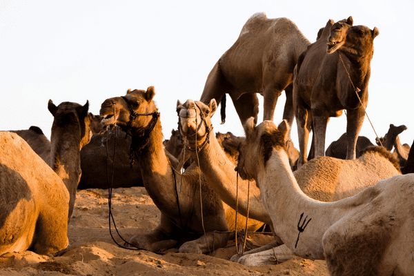 Circuit Charme et Luxe au Rajasthan en Privatif 5* - Vols Flex pas cher photo 26