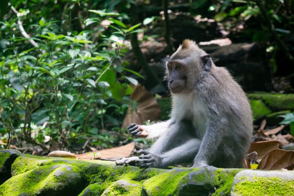 Combiné Jungle et Sable de Bali 5* - Vols Flex pas cher photo 3