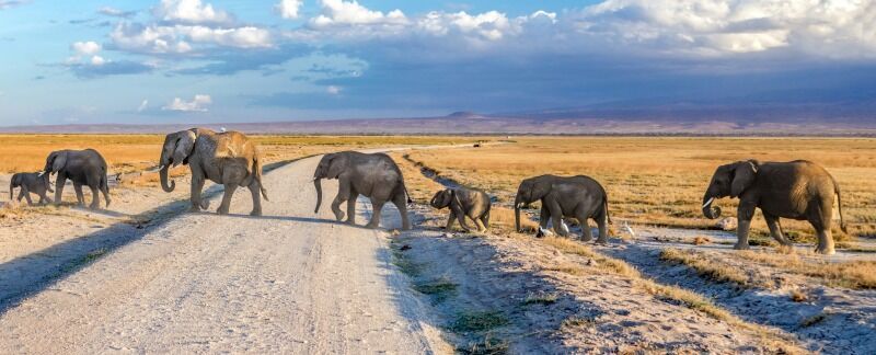 Circuit Jet tours Safari Tsavo East, Amboseli et Taita Hills 3 nuits et Séjour au Severin Sea Lodge pas cher photo 5
