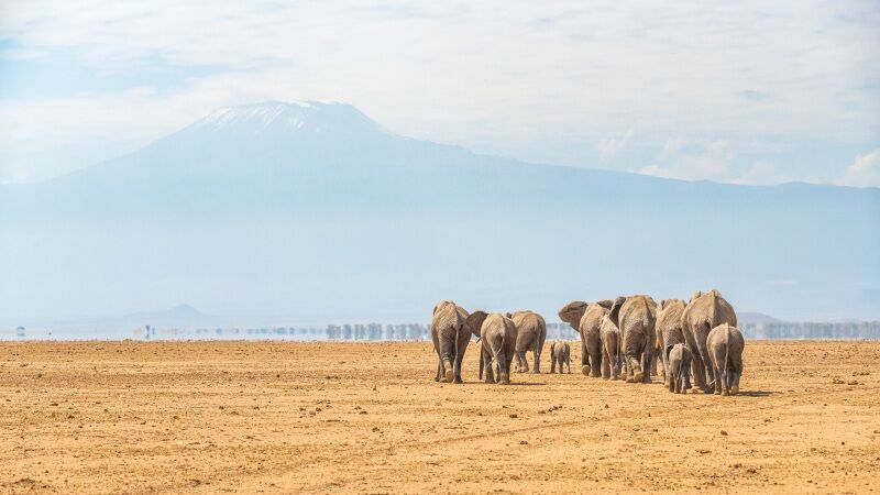 Circuit Jet tours Safari Tsavo East, Amboseli et Taita Hills 3 nuits et Séjour au Severin Sea Lodge pas cher photo 6