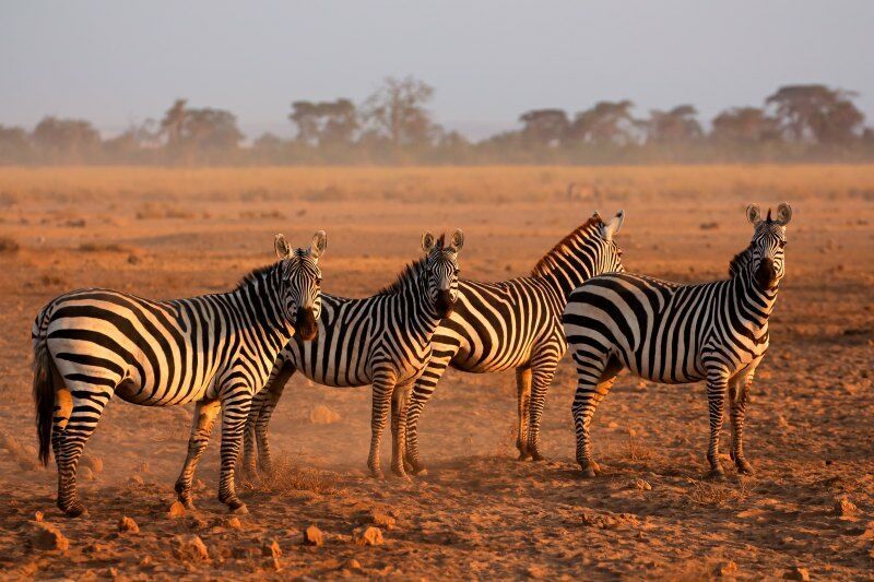 Circuit Jet tours Safari Tsavo East, Amboseli et Taita Hills 3 nuits et Séjour au Severin Sea Lodge pas cher photo 7