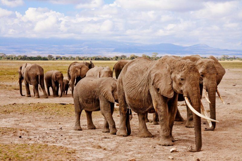 Circuit Jet tours Safari Tsavo East, Amboseli et Taita Hills 3 nuits et Séjour au Severin Sea Lodge pas cher photo 10