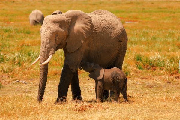 Combiné Soleil et Safari, Merveilles du Kenya en Famille - Vols Flex pas cher photo 5