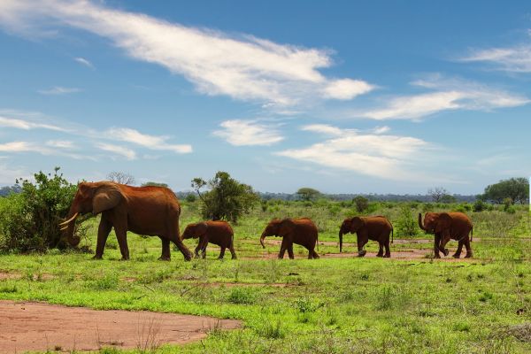 Combiné Soleil et Safari, Merveilles du Kenya en Famille - Vols Flex pas cher photo 11