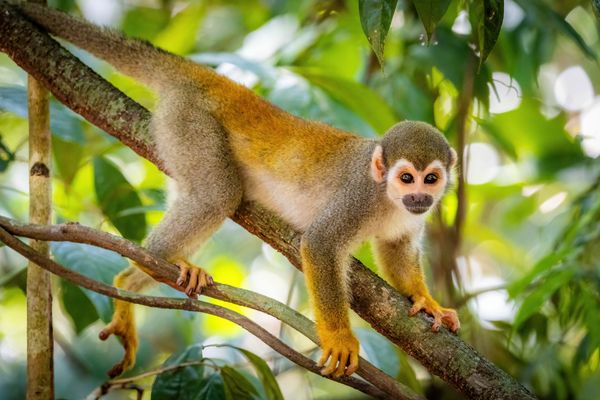 Circuit Exploration Péruvienne : de Lima à la Jungle Amazonienne - Vols Flex pas cher photo 62