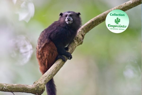 Circuit Exploration Péruvienne : de Lima à la Jungle Amazonienne - Vols Flex pas cher