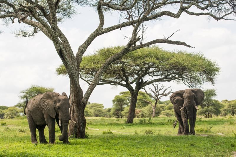 Circuit Jet tours Safari Club Jet tours Anaya Zanzibar 5* et Safari 1 nuit Dans la Réserve Ngorongor pas cher photo 2