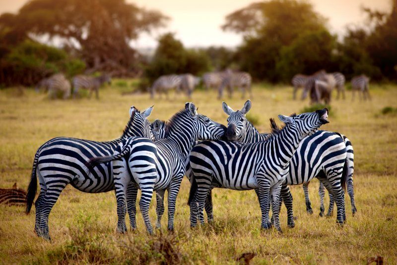 Circuit Jet tours Safari Club Jet tours Anaya Zanzibar 5* et Safari 1 nuit Dans la Réserve Ngorongor pas cher photo 6