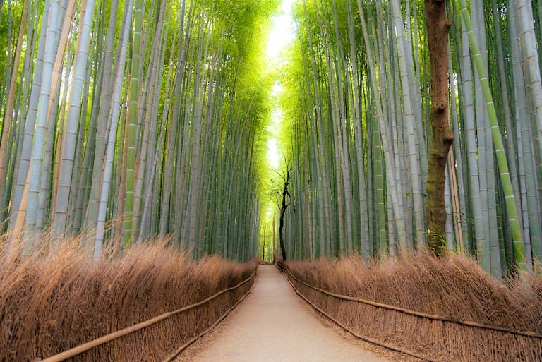 Trésors du Japon - 3* pas cher photo 14