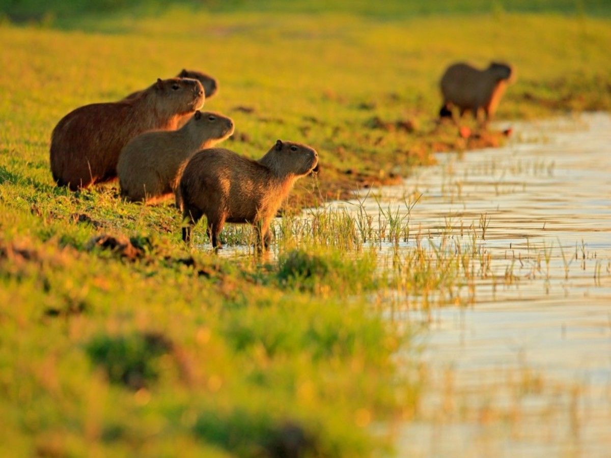 Impressions du Brésil et Pantanal - 18J/16N - Limité à 18 pers. 2027 pas cher photo 17