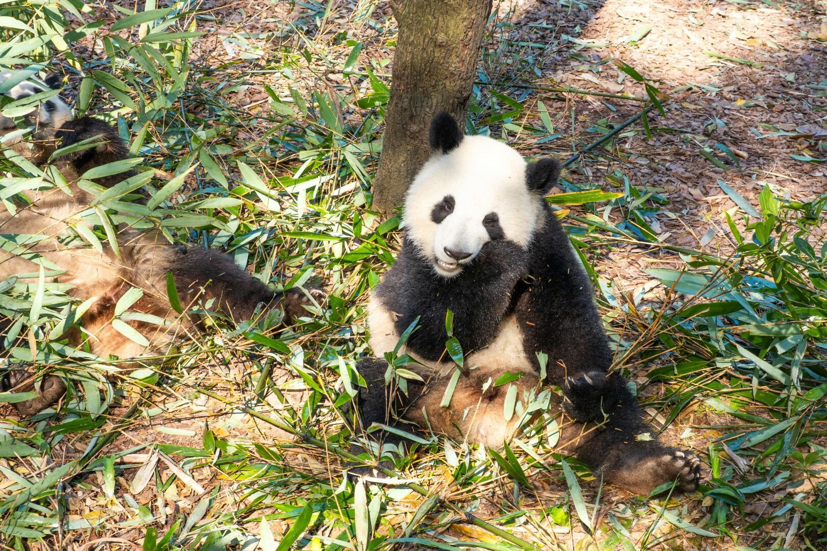 Joyaux de Chine extension Chengdu - 17J/14N pas cher