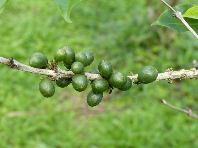 Cap sur le Costa Rica et Tortuguero - 13J/11N - Limité à 20 pers. - 2027 pas cher photo 11