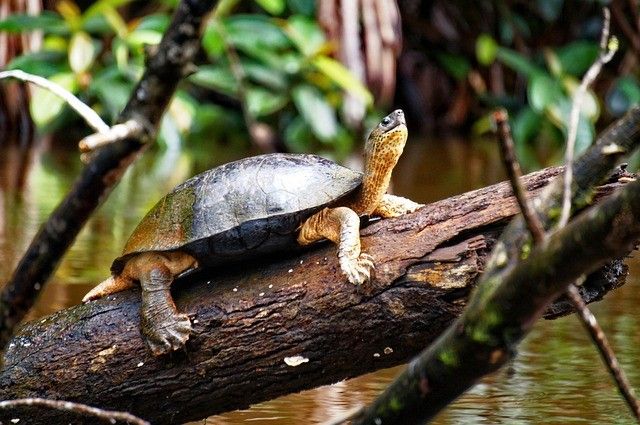 Cap sur le Costa Rica et Tortuguero extension Manuel Antonio - 16J/14N - Limité à 20 pers. - 2027 TS pas cher photo 15