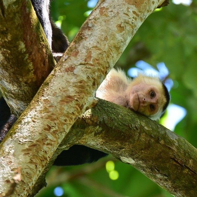 Cap sur le Costa Rica et Tortuguero extension Manuel Antonio - 16J/14N - Limité à 20 pers. - 2027 TS pas cher photo 28
