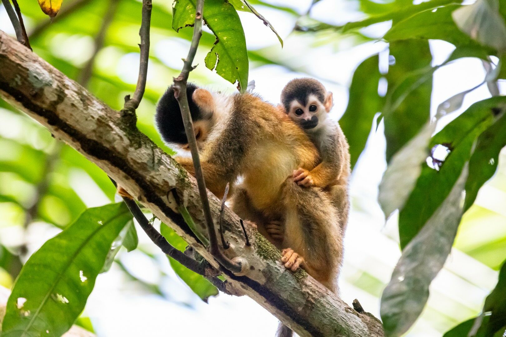 Trésors du Costa Rica + extension Corcovado et San Gerardo de Dota - 15J/13N - Limité à 18 personnes pas cher photo 2