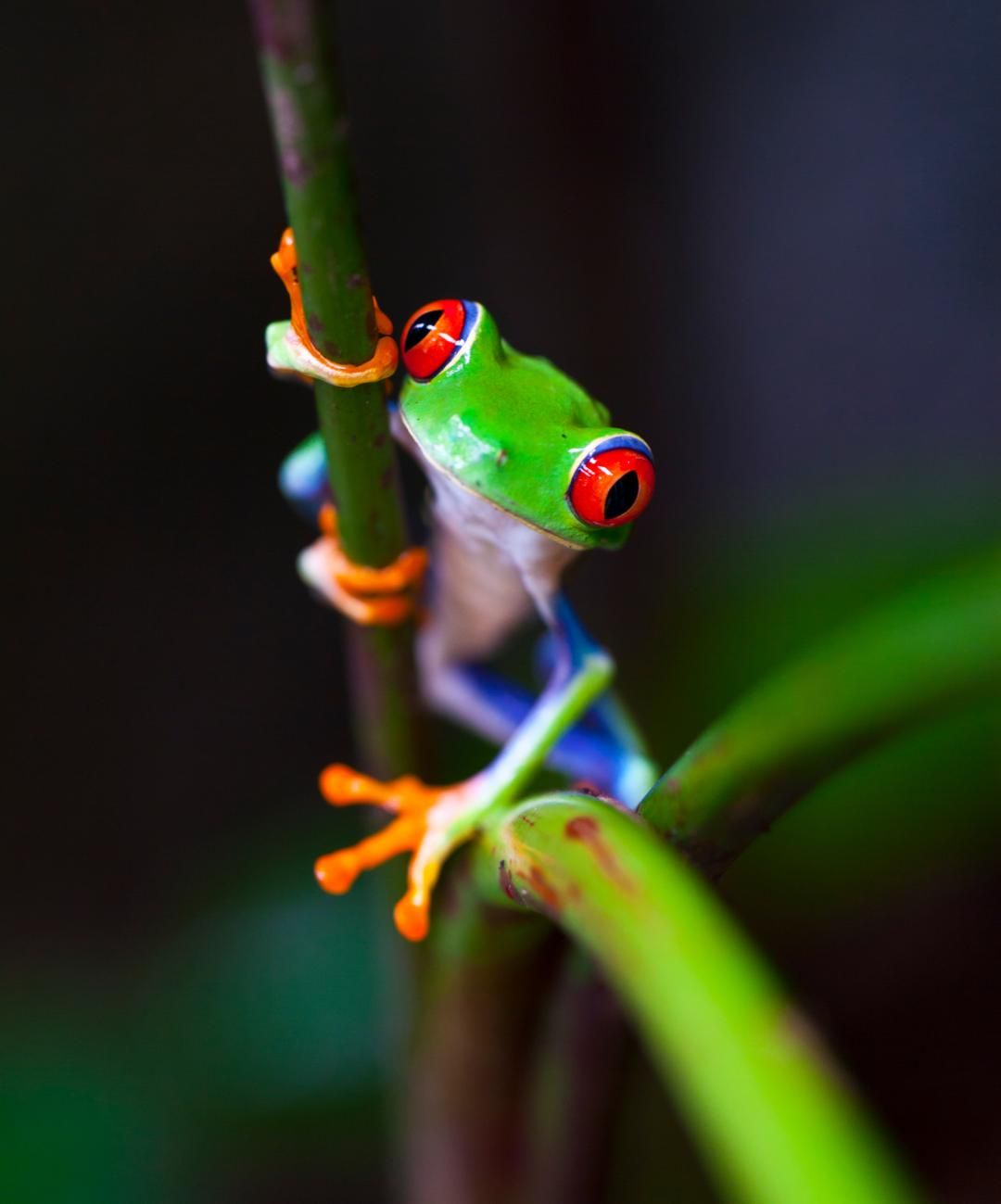 Trésors du Costa Rica + pré-tour Tortuguero + extension Puntarenas - 18J/16N - Limité à 18 personnes pas cher photo 5