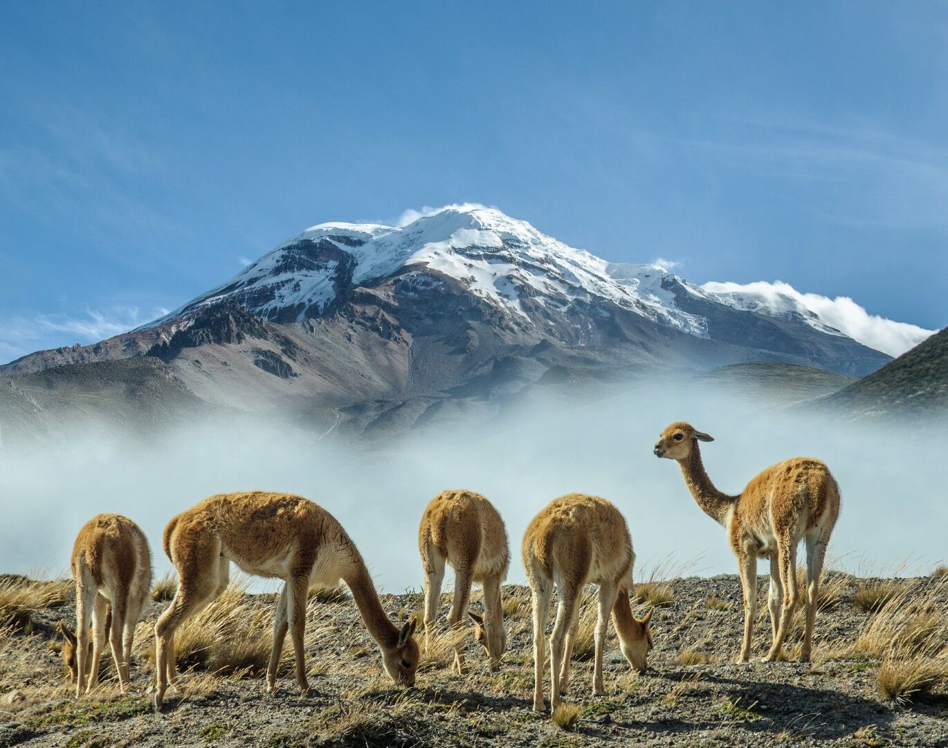 Trésors de l'Equateur et des Galapagos - 13J/11N - Limité à 16 pers. - 2027 pas cher
