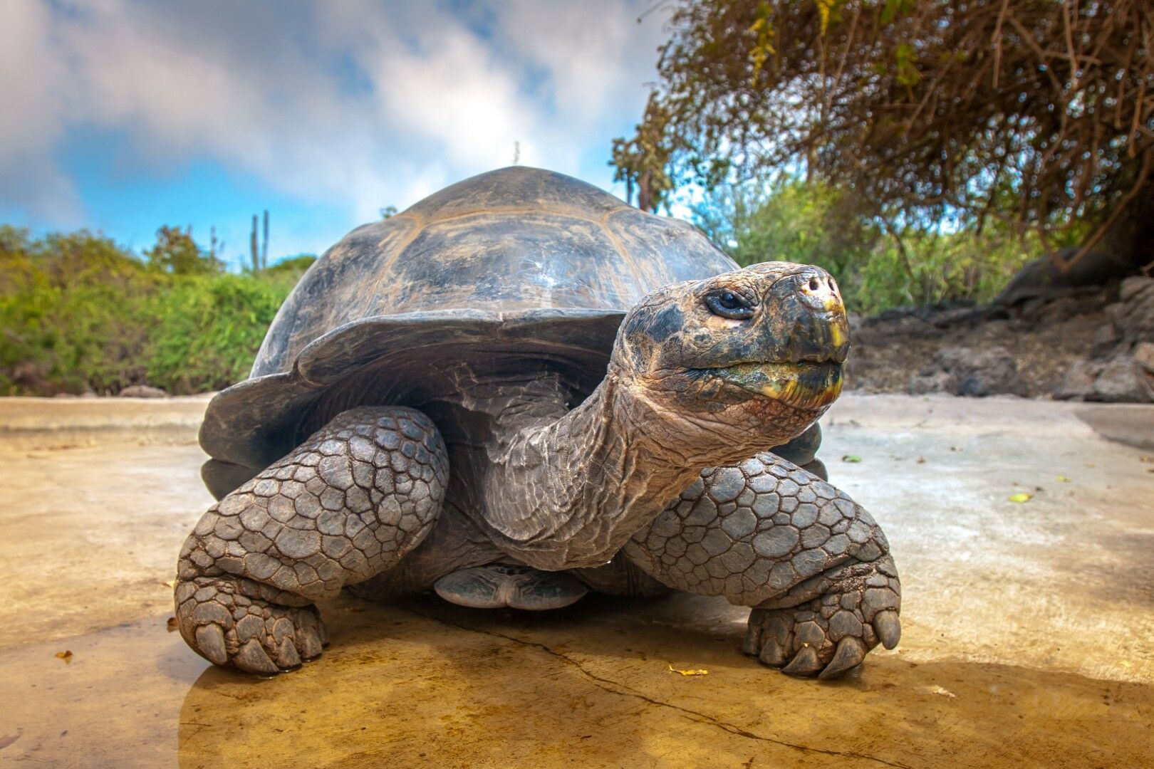 Trésors de l'Equateur et des Galapagos - 13J/11N - Limité à 16 pers. - 2027 pas cher photo 2