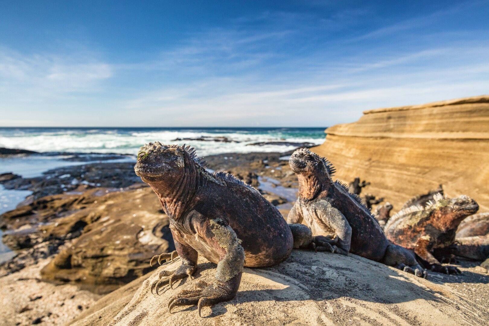 Trésors de l'Equateur et des Galapagos - 13J/11N - Limité à 16 pers. - 2027 pas cher photo 8