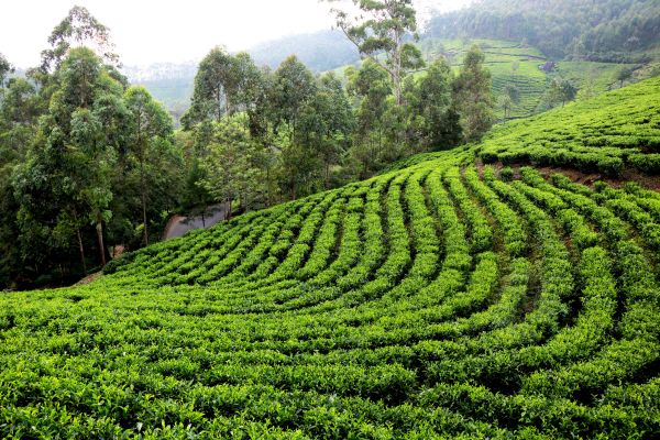 Circuit Des Palais du Gange aux sommets de l'Himalaya : Darjeeling et Sikkim - Vols Flex pas cher photo 18