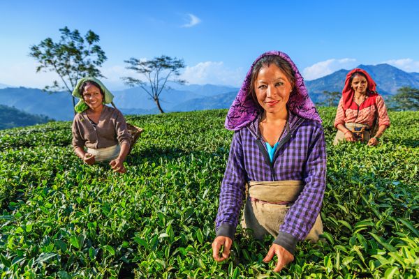 Circuit Des Palais du Gange aux sommets de l'Himalaya : Darjeeling et Sikkim - Vols Flex pas cher photo 22