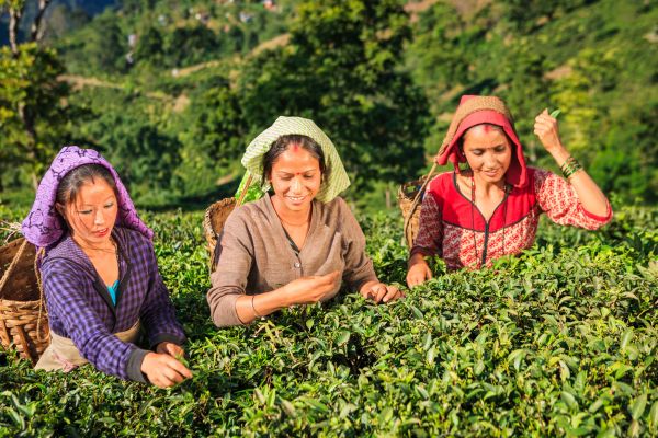 Circuit Des Palais du Gange aux sommets de l'Himalaya : Darjeeling et Sikkim - Vols Flex pas cher photo 27