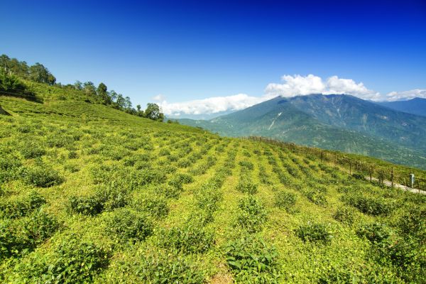 Circuit Des Palais du Gange aux sommets de l'Himalaya : Darjeeling et Sikkim - Vols Flex pas cher photo 44