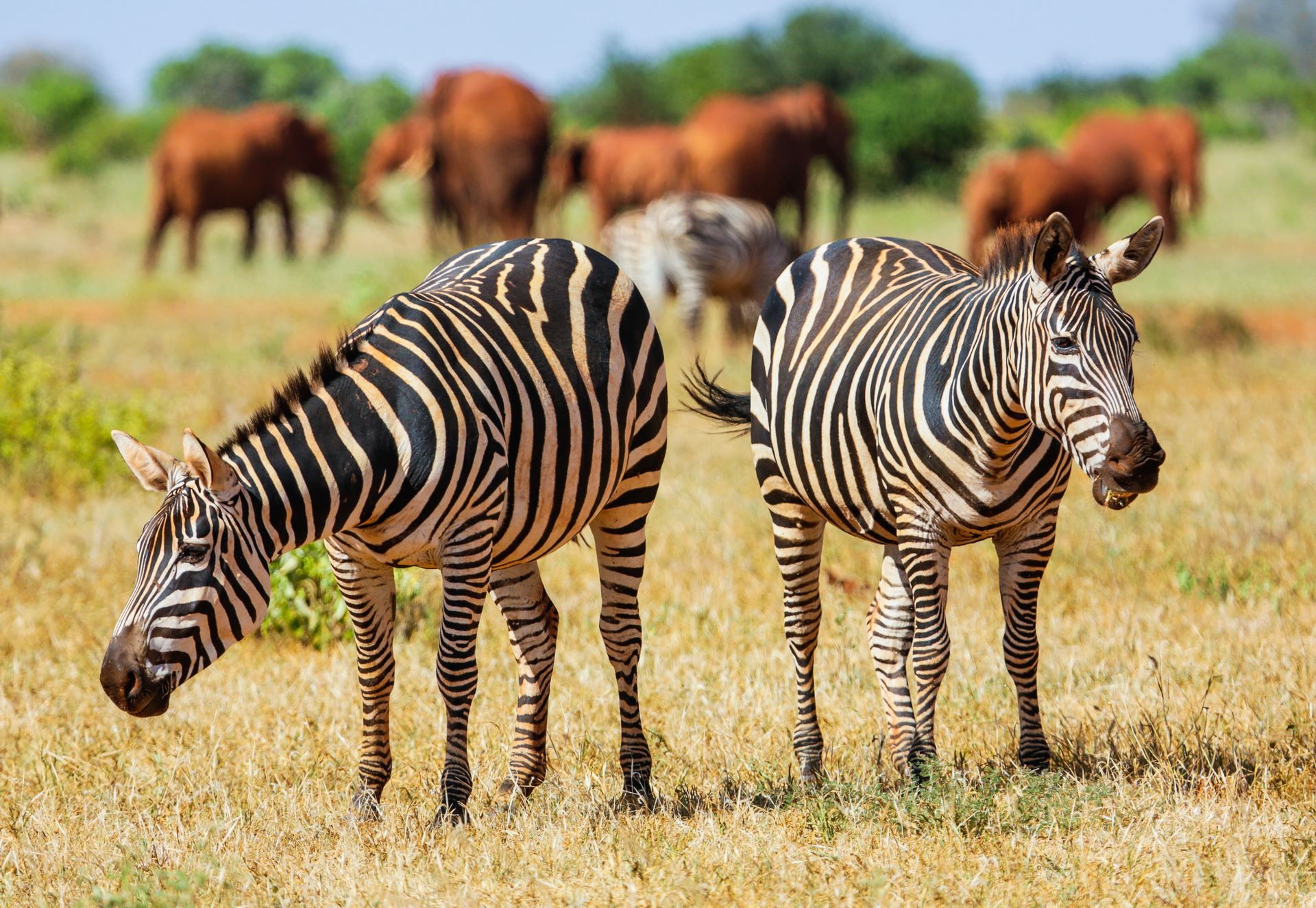 L'essentiel du Kenya 8J/6N - Limité à 6 personnes par véhicule pas cher photo 3