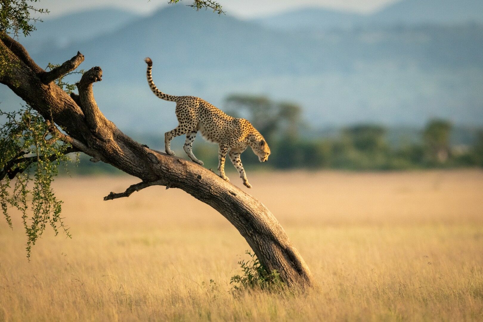 Combiné Kenya & Tanzanie - 12J/9N - Limité à 6 pers. par véhicule - 2027 pas cher photo 2