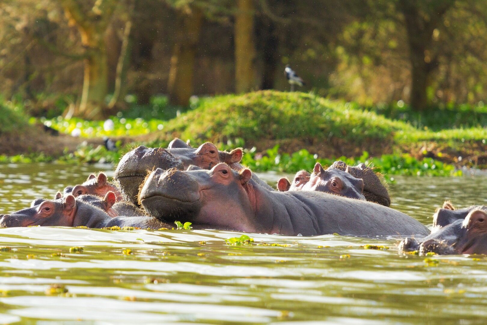Combiné Kenya & Tanzanie - 12J/9N - Limité à 6 pers. par véhicule - 2027 pas cher photo 4