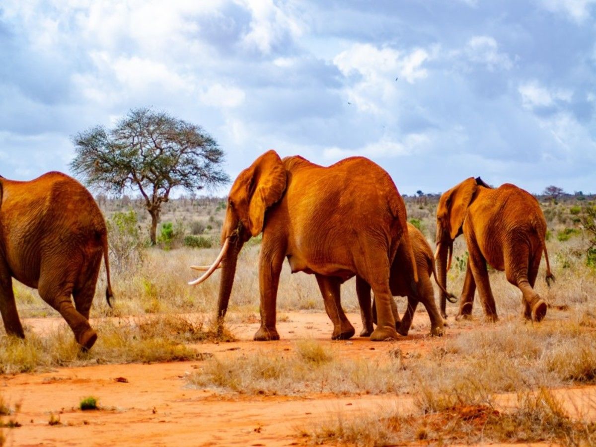 Le Kenya Autrement 14J/12N - Limité à 6 personnes par véhicule pas cher photo 1