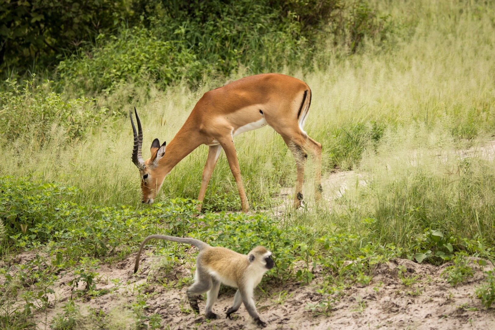 Safaris à Saadani & Balnéaire à Zanzibar 11J/8N - 2027 - Itinéraire revisité pas cher photo 1
