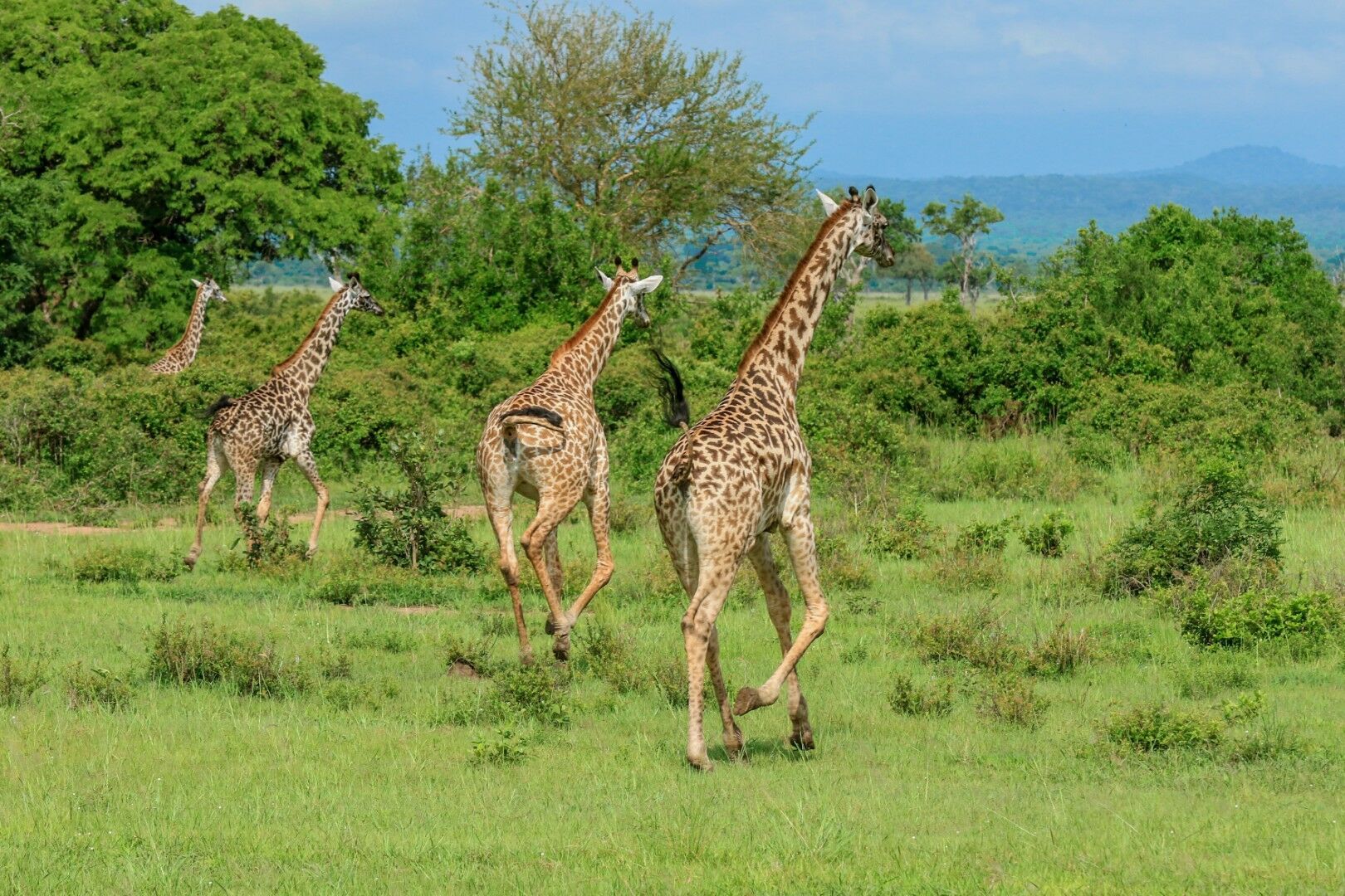 Safaris à Saadani & Balnéaire à Zanzibar 11J/8N - 2027 - Programme revisité pas cher photo 10