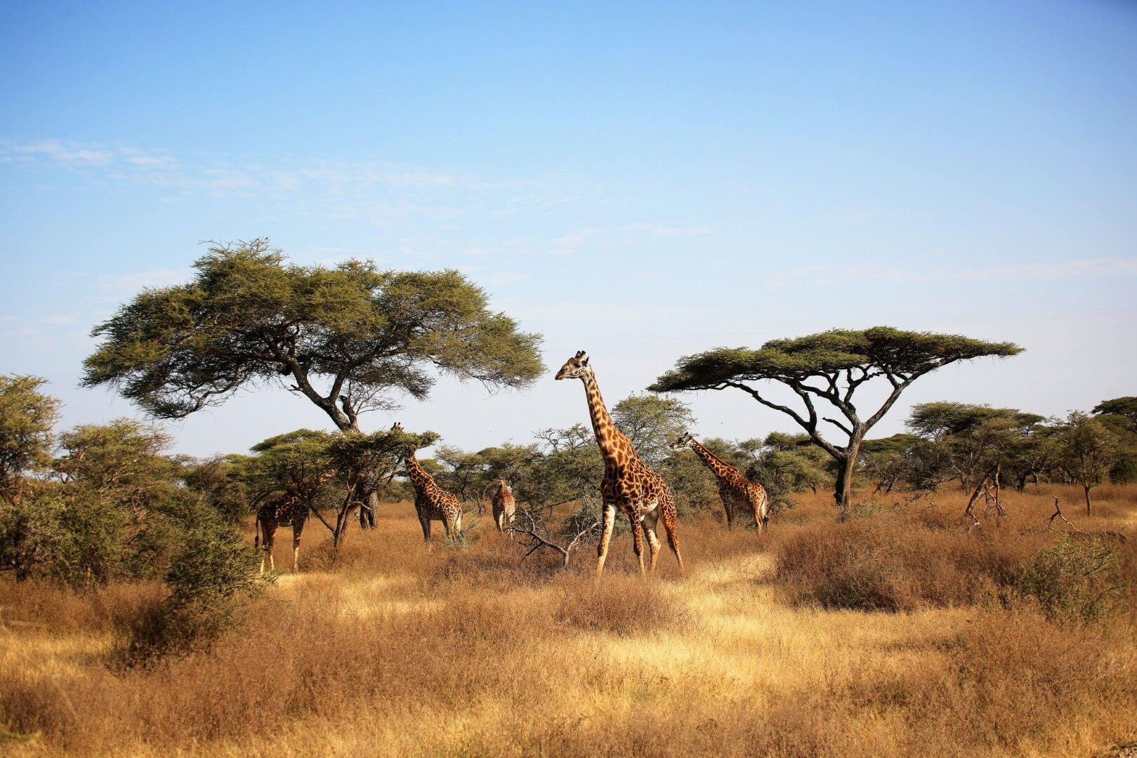 L'Essentiel de la Tanzanie - 8J/5N pas cher photo 2