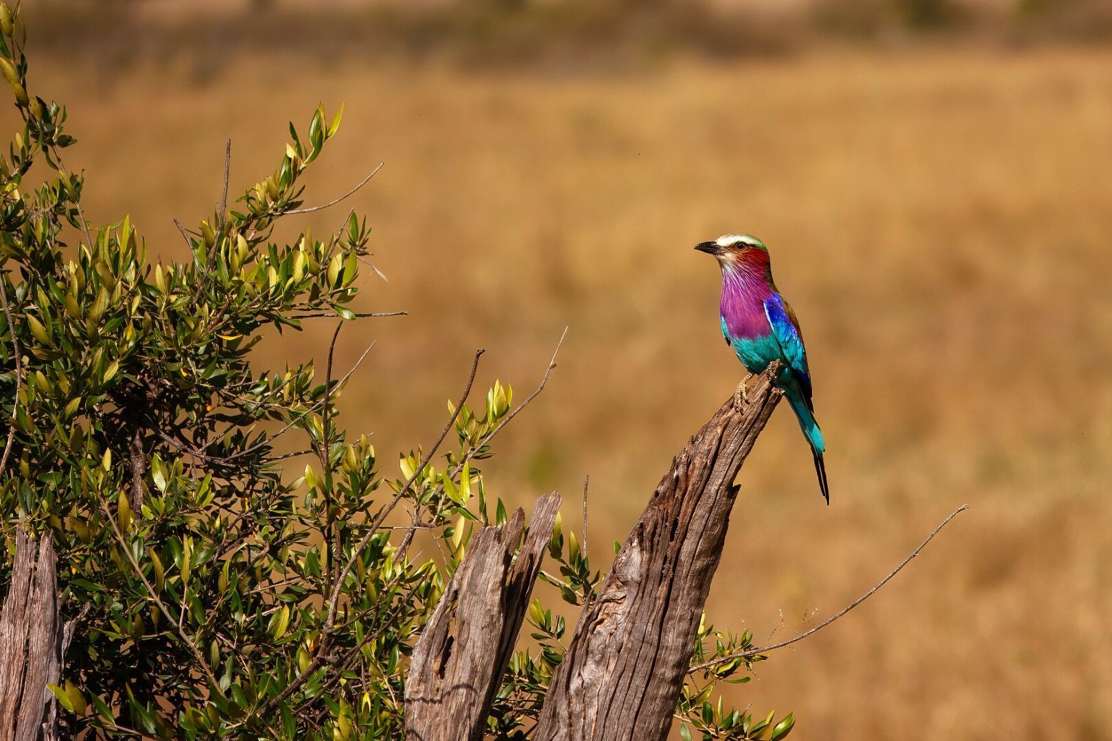 Couleurs de Tanzanie - 10J/7N - 2027 pas cher photo 3