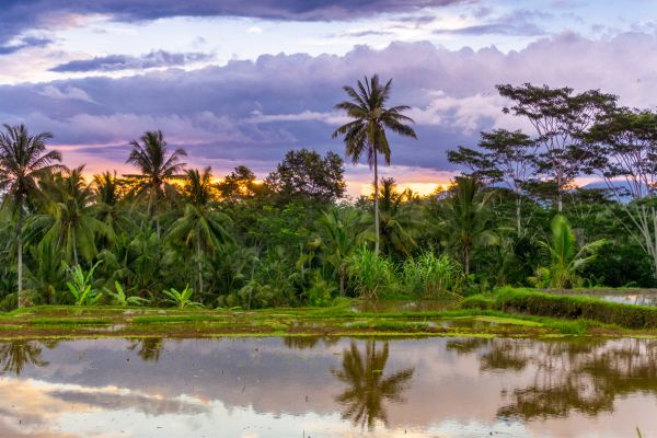 Combiné Bali, Jungle et Sable de Bali 2*PROMO 2* - Vols Flex pas cher photo 10