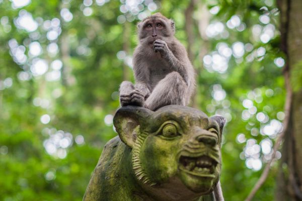Combiné Jungle, île de Gili et Sable de Bali 4* - Vols Flex pas cher photo 7