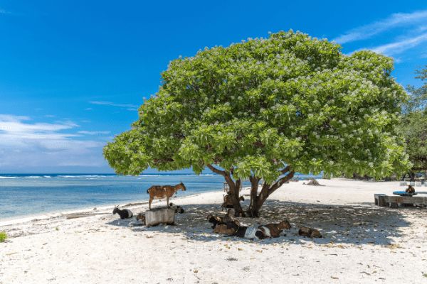 Combiné Jungle, île de Gili et Sable de Bali 4* - Vols Flex pas cher photo 24