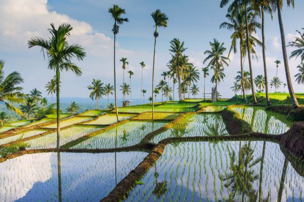 Combiné Jungle, Lombok et Sable de Bali - Vols Flex pas cher photo 5