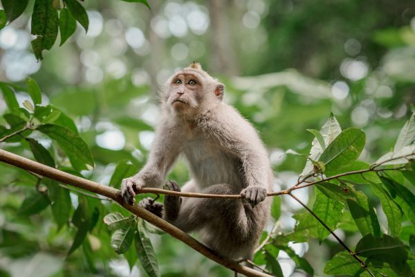 Circuit De Java au Pays Toraja - Vols Flex pas cher photo 11