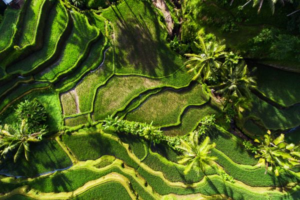 Circuit Les 3 Perles d'Indonésie : Java, Bali et Gili - Vols Flex pas cher photo 12