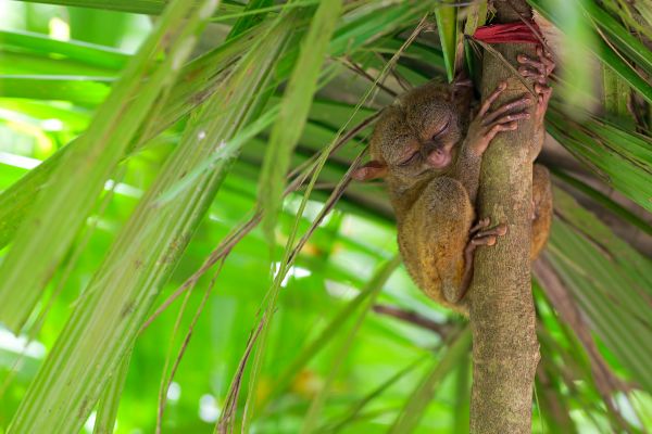 Combiné Sérénité et Détente : Bohol, El Nido, Coron - Vols Flex pas cher photo 19