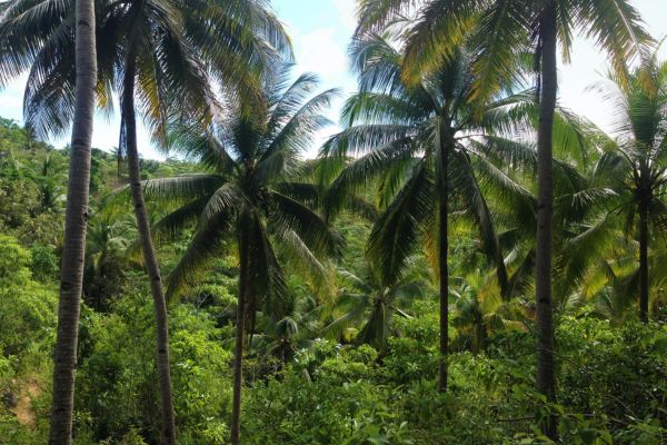 Circuit Les Perles Cachées des Visayas : Voyage au Coeur du Paradis - Vols Flex pas cher photo 12