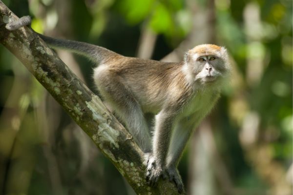 Circuit Aux Origines de Palawan : Ethique et Responsable - Vols Flex pas cher photo 3